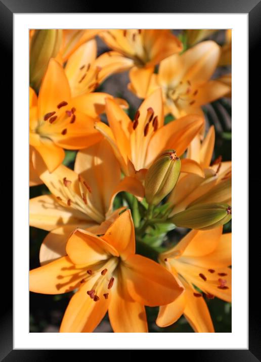 Bouquet of orange lilies Framed Mounted Print by Karina Osipova