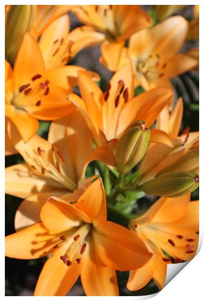 Bouquet of orange lilies Print by Karina Osipova