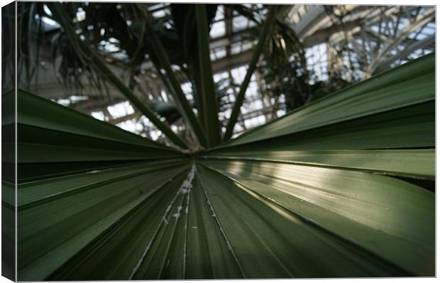 palm leaf in kew garden greenhouse Canvas Print by gavin mcwalter