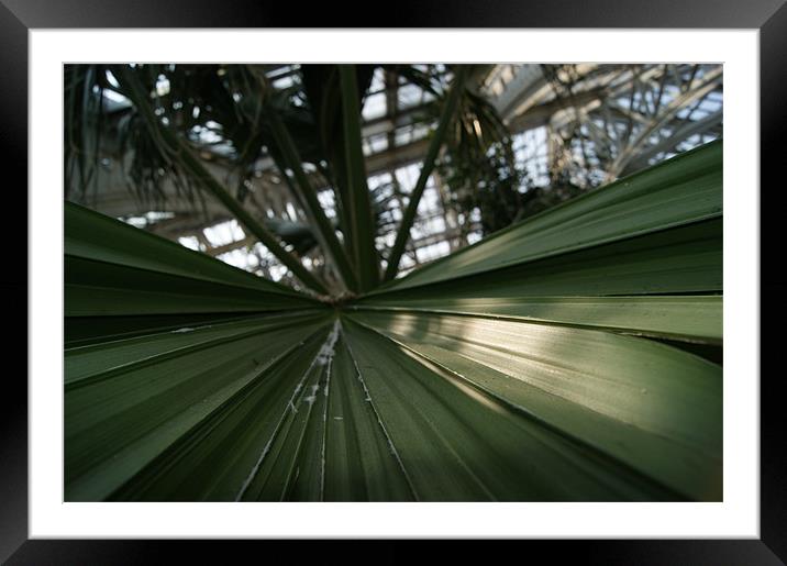 palm leaf in kew garden greenhouse Framed Mounted Print by gavin mcwalter