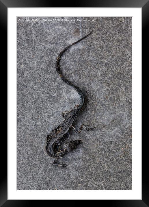 Dead lizard. Framed Mounted Print by Boris Zhitkov