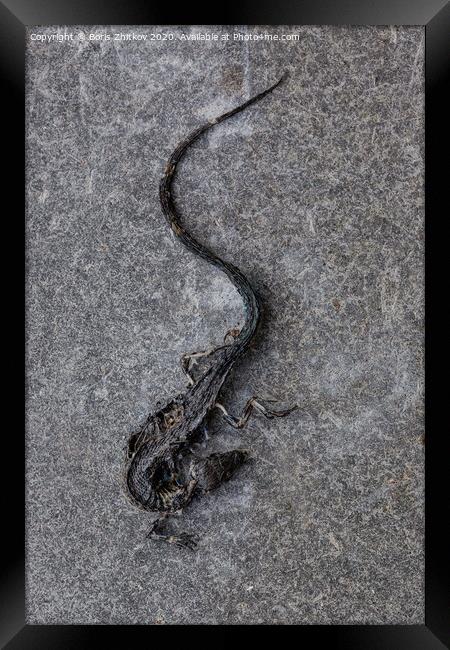 Dead lizard. Framed Print by Boris Zhitkov