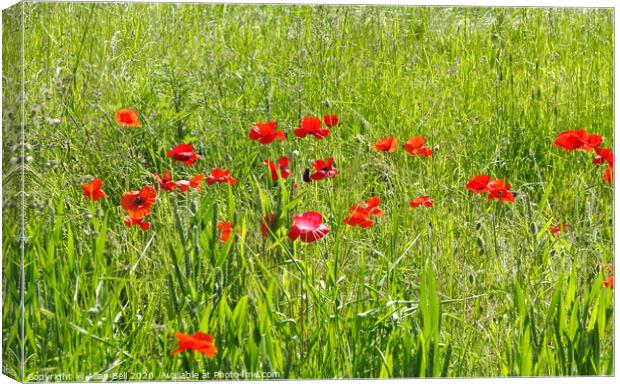 Red Poppies in Field Canvas Print by Allan Bell