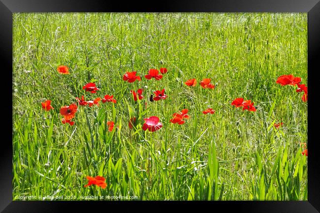 Red Poppies in Field Framed Print by Allan Bell