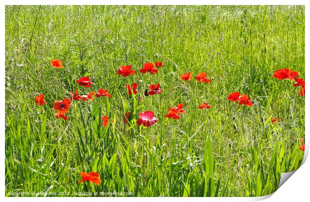 Red Poppies in Field Print by Allan Bell