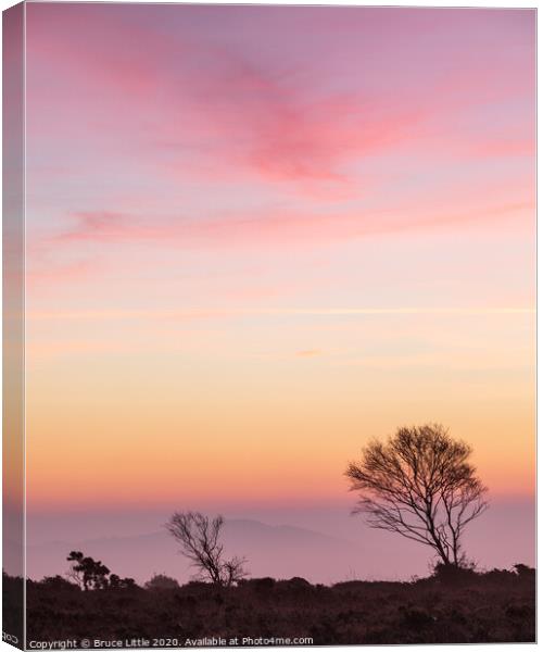 Dawn pinks on Woodbury Common Canvas Print by Bruce Little