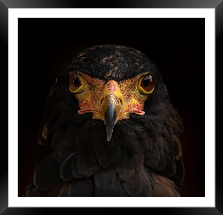 Bird of Prey Portrait Framed Mounted Print by Chantal Cooper