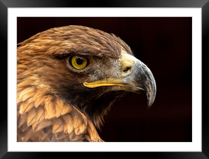 Golden Eagle Portrait Framed Mounted Print by Chantal Cooper