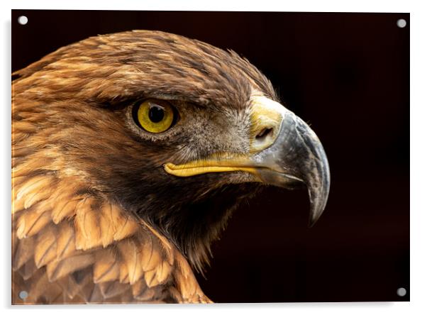 Golden Eagle Portrait Acrylic by Chantal Cooper