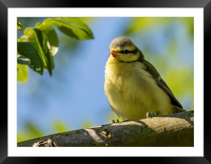 Blue Tit sitting on tree branch Framed Mounted Print by Chantal Cooper