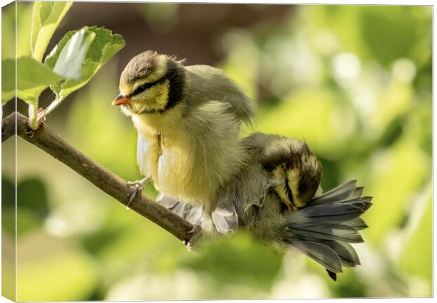 Two fledgling Blue Tits on a branch Canvas Print by Chantal Cooper