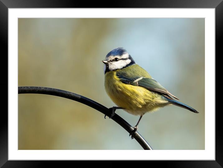 Blue Tit on Perch Framed Mounted Print by Chantal Cooper
