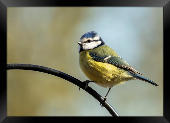 Blue Tit on Perch Framed Print by Chantal Cooper