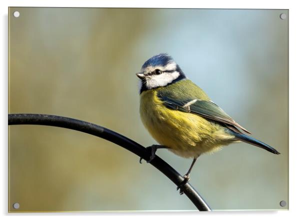Blue Tit on Perch Acrylic by Chantal Cooper