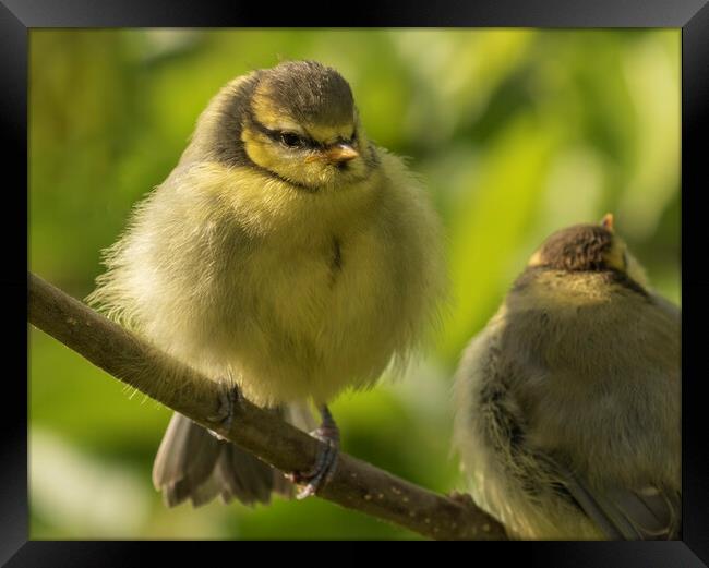 Two fledgling Blue Tits on a branch Framed Print by Chantal Cooper