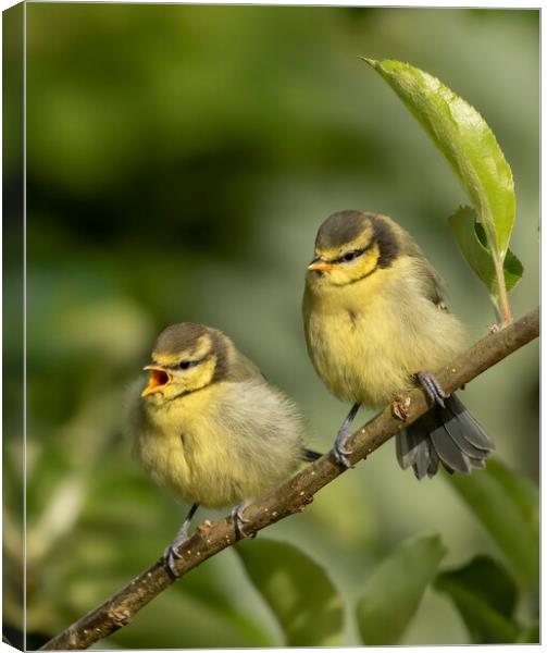 Two fledgling Blue Tits on a branch Canvas Print by Chantal Cooper