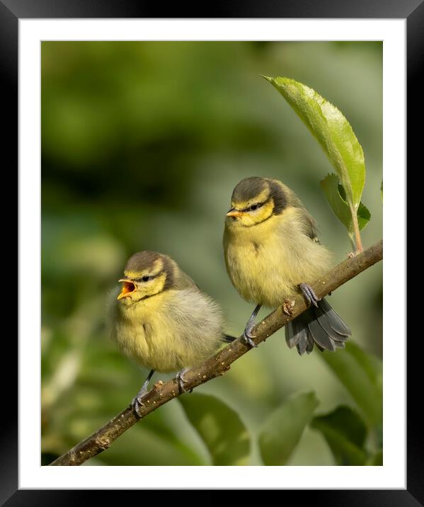 Two fledgling Blue Tits on a branch Framed Mounted Print by Chantal Cooper
