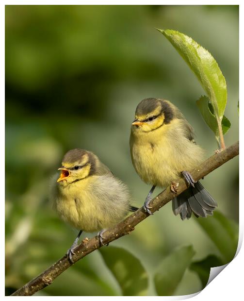 Two fledgling Blue Tits on a branch Print by Chantal Cooper