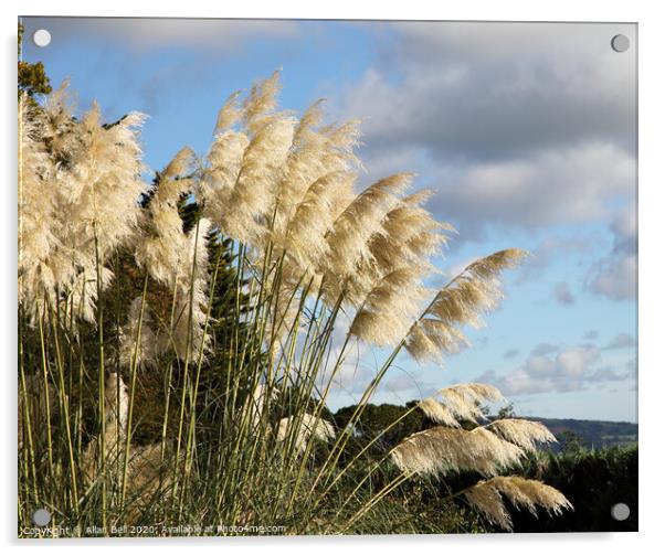 Pampas Grass in Flower Acrylic by Allan Bell