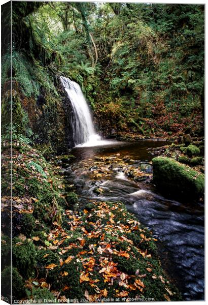 Autumn at the Fairy Glen Canvas Print by David Brookens
