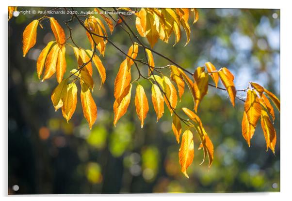 Autumn leaves Acrylic by Paul Richards