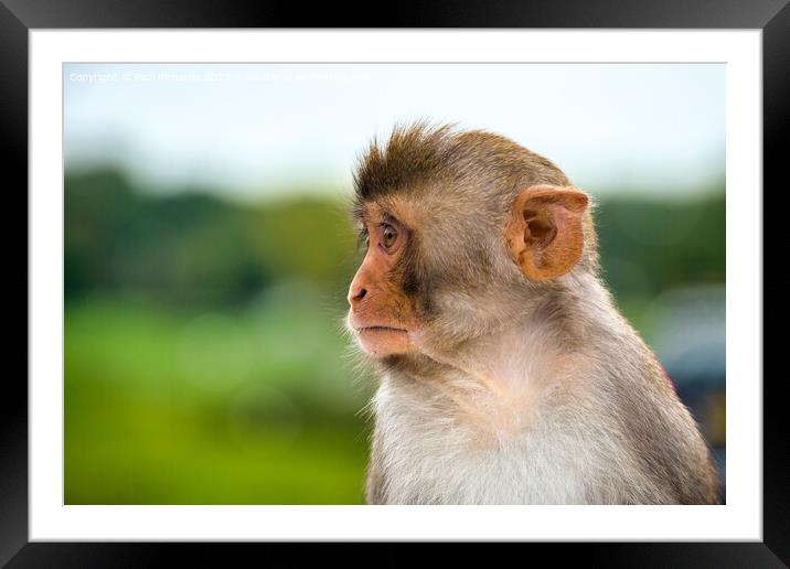 What you looking at? Framed Mounted Print by Paul Richards