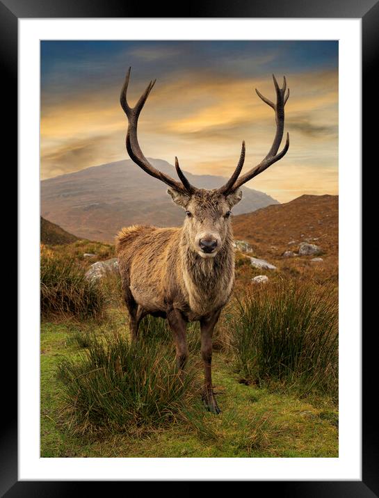 Scottish Deer Framed Mounted Print by Alan Simpson