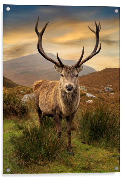 Scottish Deer Acrylic by Alan Simpson
