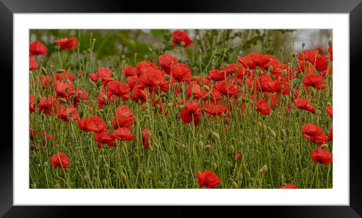 Poppies Framed Mounted Print by Ros Crosland