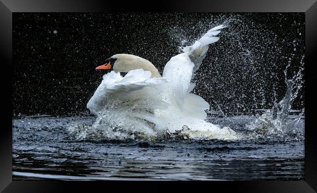A mute swan taking a bath.  Framed Print by Ros Crosland