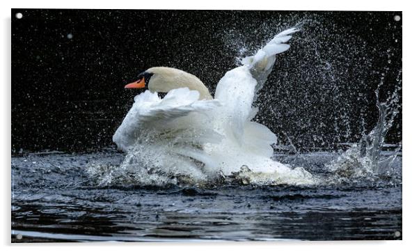 A mute swan taking a bath.  Acrylic by Ros Crosland