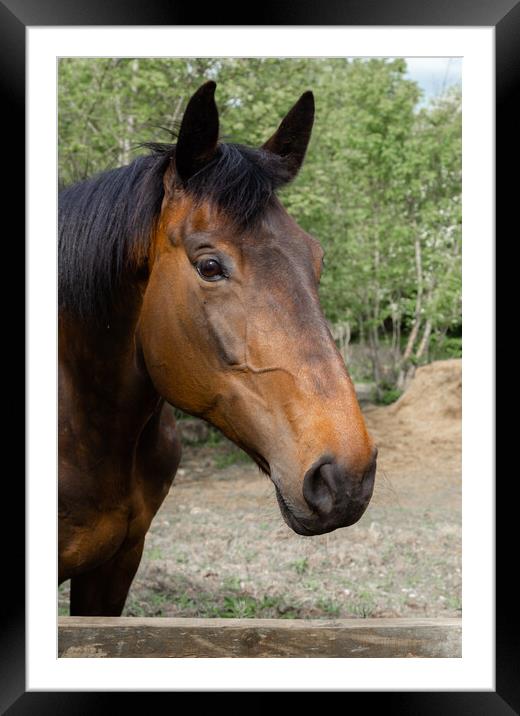 An Inquisitive Horse Framed Mounted Print by Ros Crosland