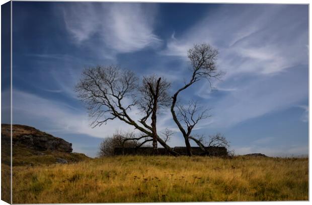 Old dead trees at Penwyllt Canvas Print by Leighton Collins