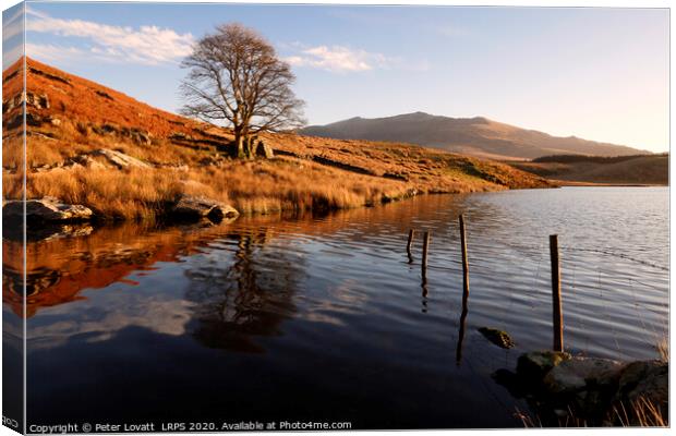 A Winter Sunrise on the shore of Llyn y Dywarchen Canvas Print by Peter Lovatt  LRPS