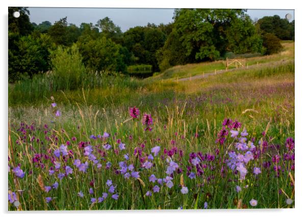 Harebells in Yorkshire countryside. Acrylic by Ros Crosland