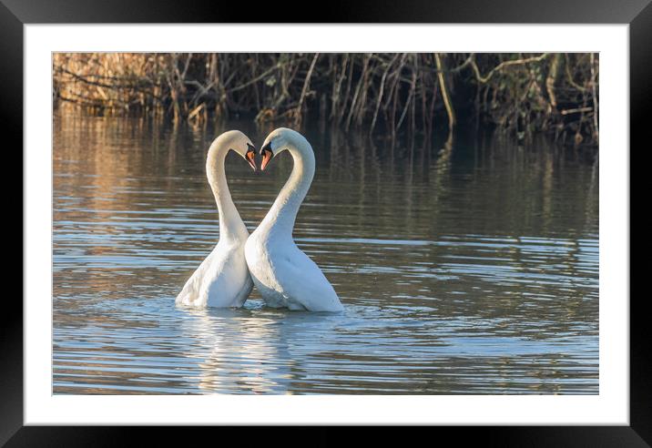 Swan Love Framed Mounted Print by Ros Crosland