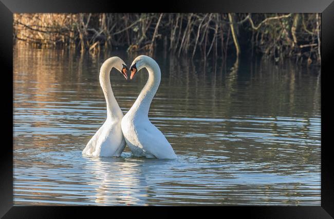 Swan Love Framed Print by Ros Crosland