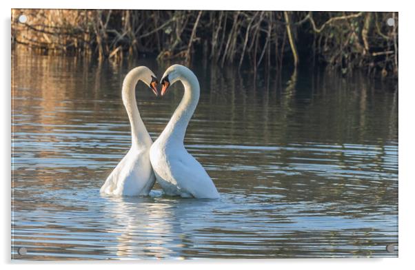 Swan Love Acrylic by Ros Crosland