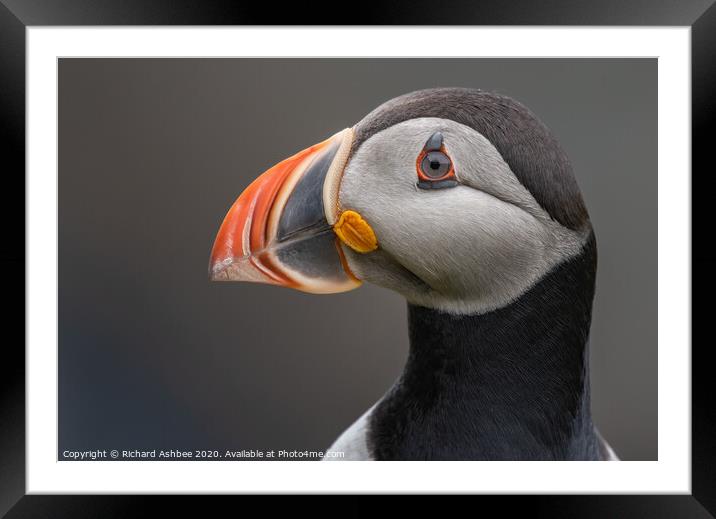 Puffin close up Framed Mounted Print by Richard Ashbee