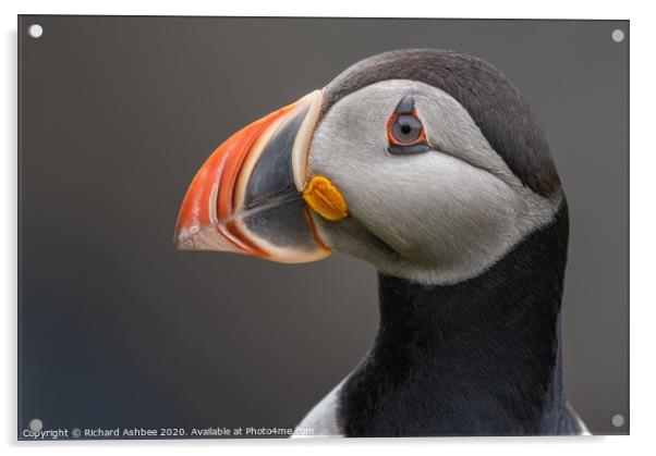 Puffin close up Acrylic by Richard Ashbee