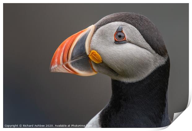 Puffin close up Print by Richard Ashbee