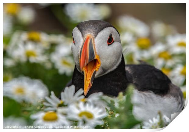 Shetland Puffin sat in a  patch of moon penny yawn Print by Richard Ashbee