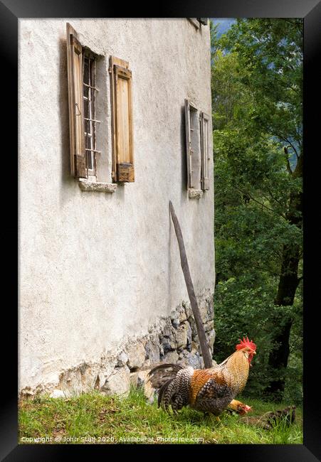 A rooster in front of a house Framed Print by John Stuij
