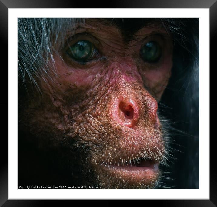 Human like portrait of a monkey Framed Mounted Print by Richard Ashbee