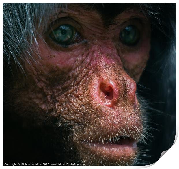 Human like portrait of a monkey Print by Richard Ashbee