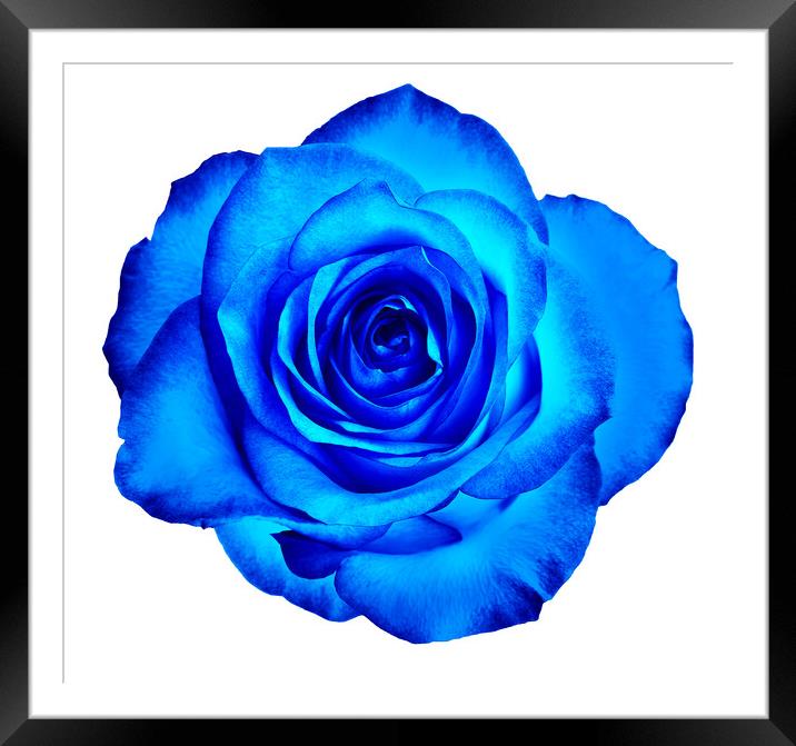 A bud of a beautiful blooming rose in classic blue color is isolated on a white background. Framed Mounted Print by Sergii Petruk