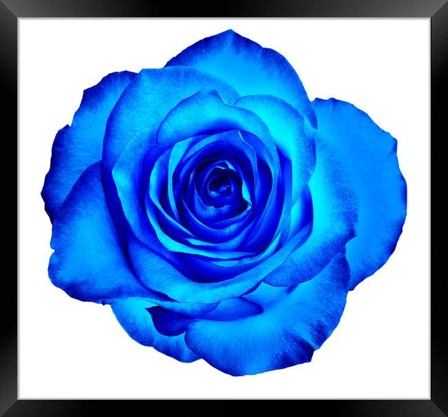 A bud of a beautiful blooming rose in classic blue color is isolated on a white background. Framed Print by Sergii Petruk