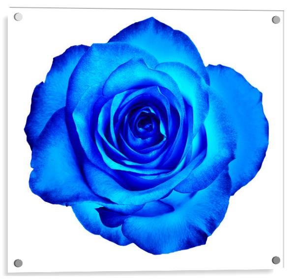 A bud of a beautiful blooming rose in classic blue color is isolated on a white background. Acrylic by Sergii Petruk