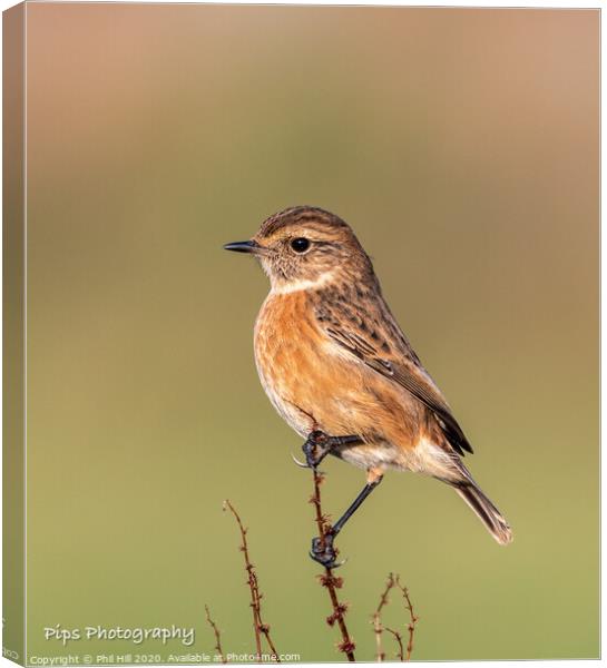 Female stonechat Canvas Print by Phil Hill