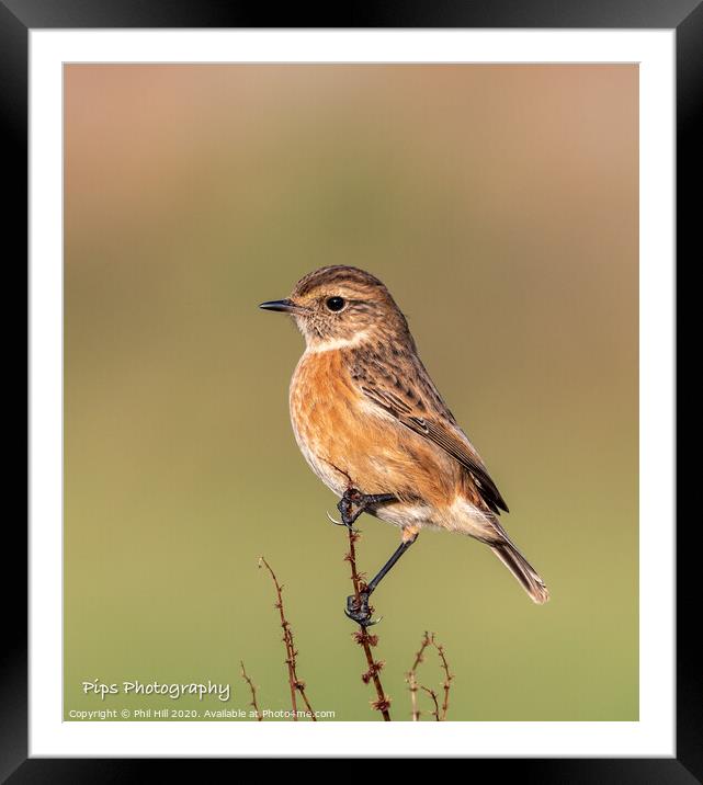 Female stonechat Framed Mounted Print by Phil Hill